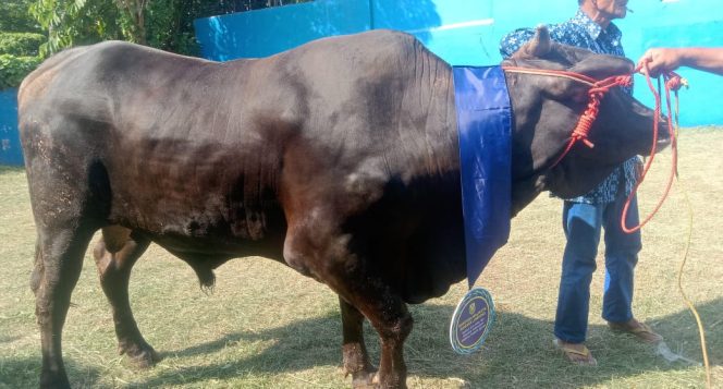 
 93 Hewan Kurban untuk Rakyat: Bunda Eva Hadirkan Berkah Idul Adha di Bandar Lampung