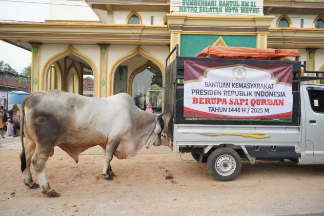 
 Rayakan Idul Adha, Presiden Serahkan Sapi Brahma 994 Kg untuk Warga Metro